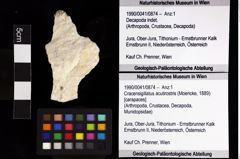 Foto (Objket + Etiketten) von Cracensigillatus acutirostris (Moericke, 1889) 